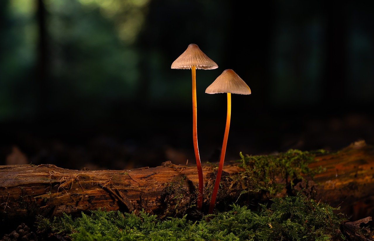 淄博宠物购买平台