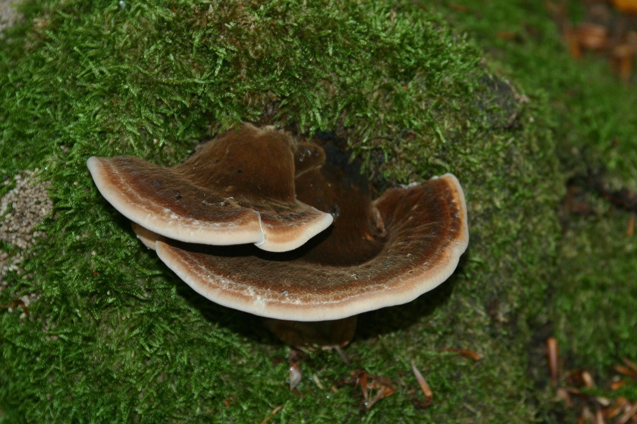 在线DDOS压力测试网页端|如何使用密码镜像来加强您的用户帐户安全性