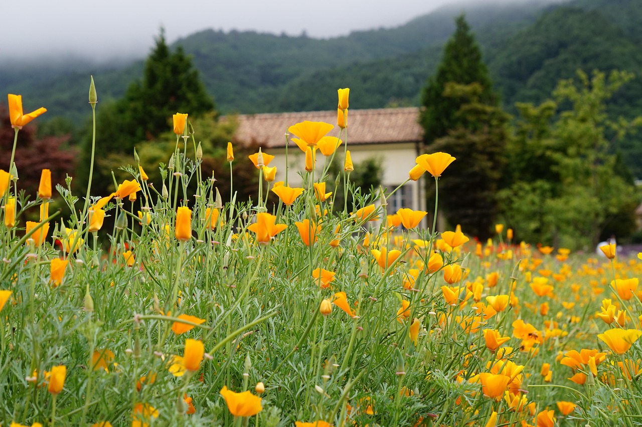 豪利时甜橙爆珠（细）：抖音平台购买团购券怎么用